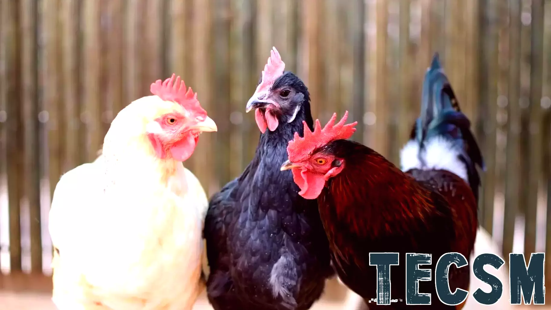 Innovative Techniques for Preserving Bird Stem Cells