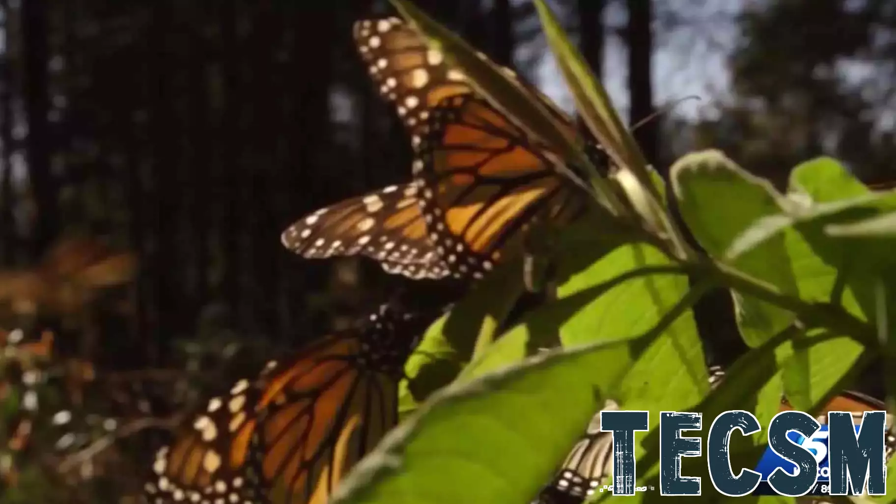 Innovative Tracking Technology Monitors Monarch Butterfly Migration in Oklahoma