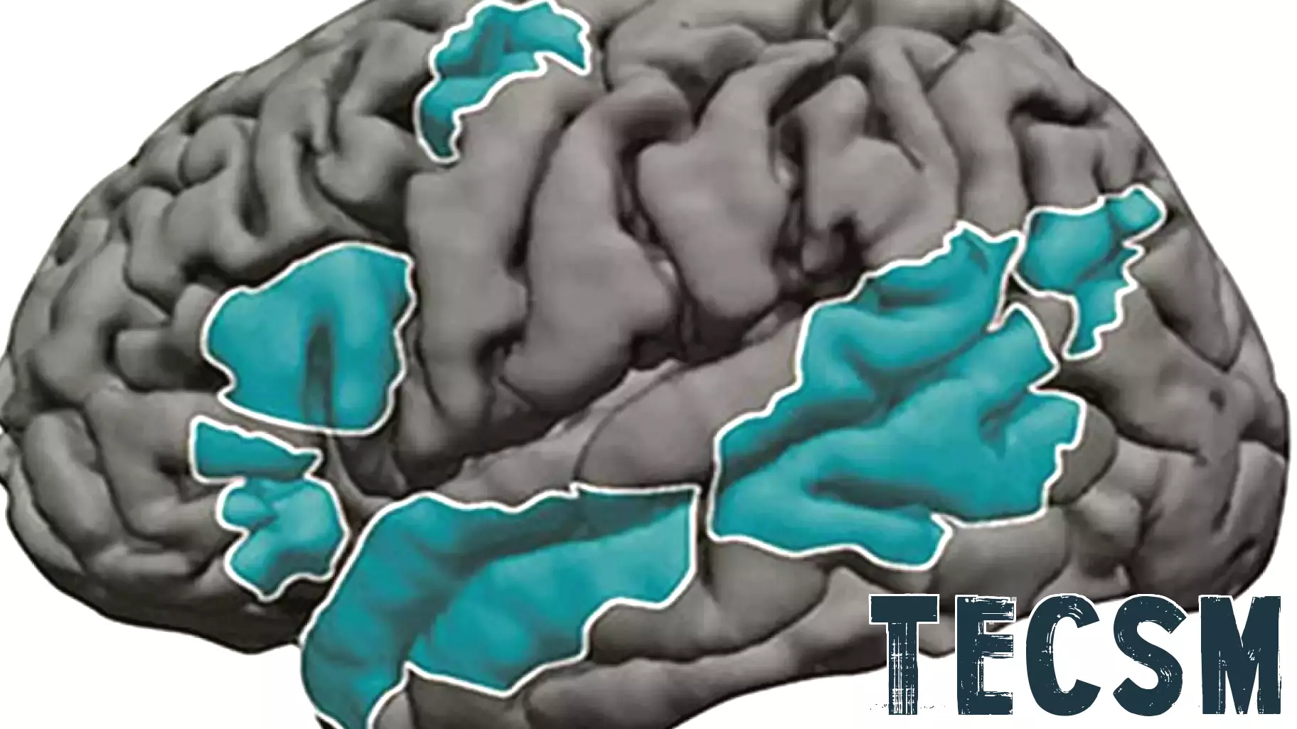 Language development in the brain