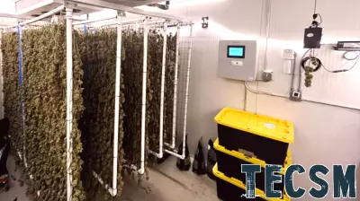 Innovating Cannabis Drying and Curing Techniques