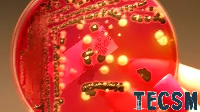 Innovative Electronic Nose Technology Set to Revolutionize Food Safety
