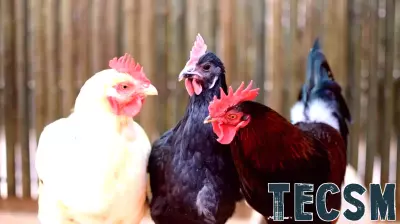 Innovative Techniques for Preserving Bird Stem Cells