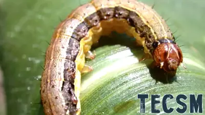 New Technology Helps Farmers Identify Crop Pests