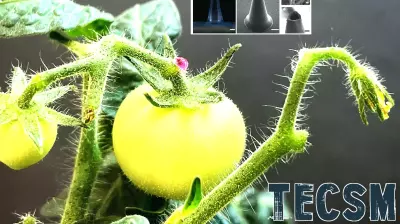 Revolutionary Silk Microneedles Enhance Nutritional Value of Crops